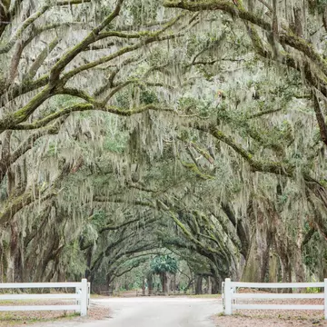From walking through its historic squares to riding the ferry, here are Savannah's best free experiences. Photograph: Hunter McRae