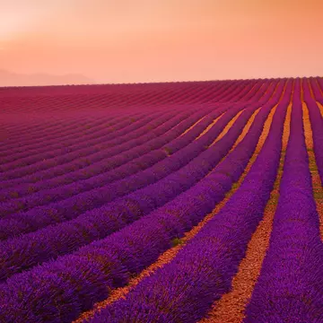 The sun sets over a Valensole lavender field in Provence, France. Tomáš Vocelka / 500px