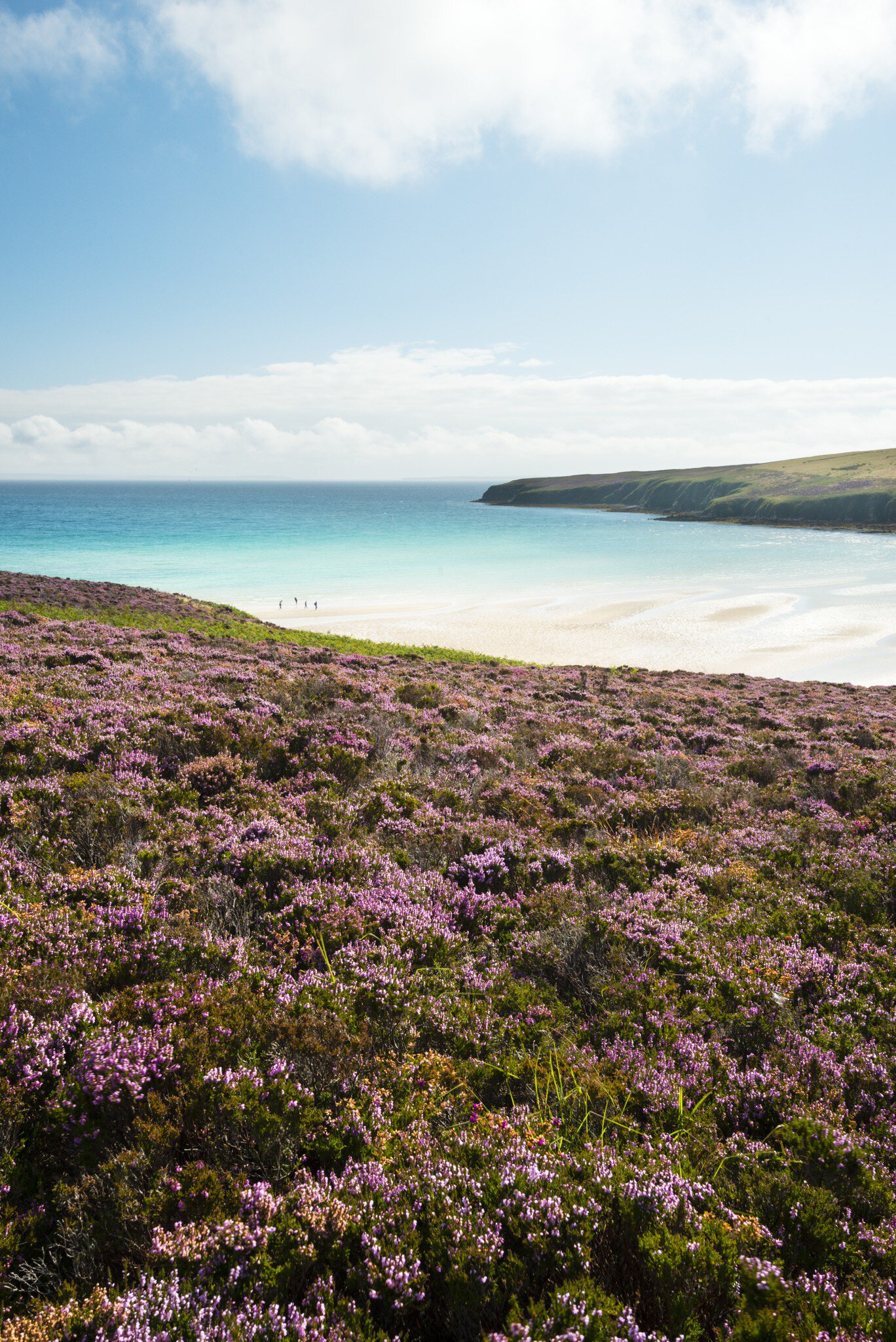 Wildflowers in hills above Waulkmill Bay.