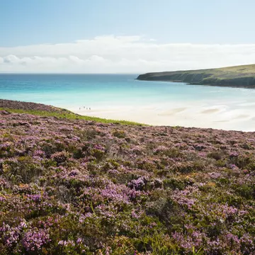 Wildflowers in hills above Waulkmill Bay.