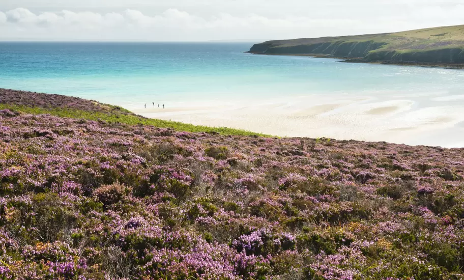 Wildflowers in hills above Waulkmill Bay.