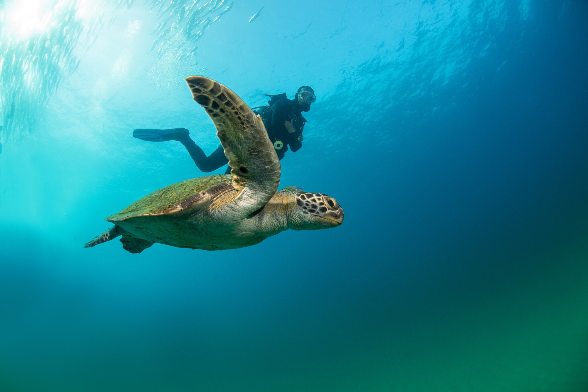 A sea turtle makes its way to nest