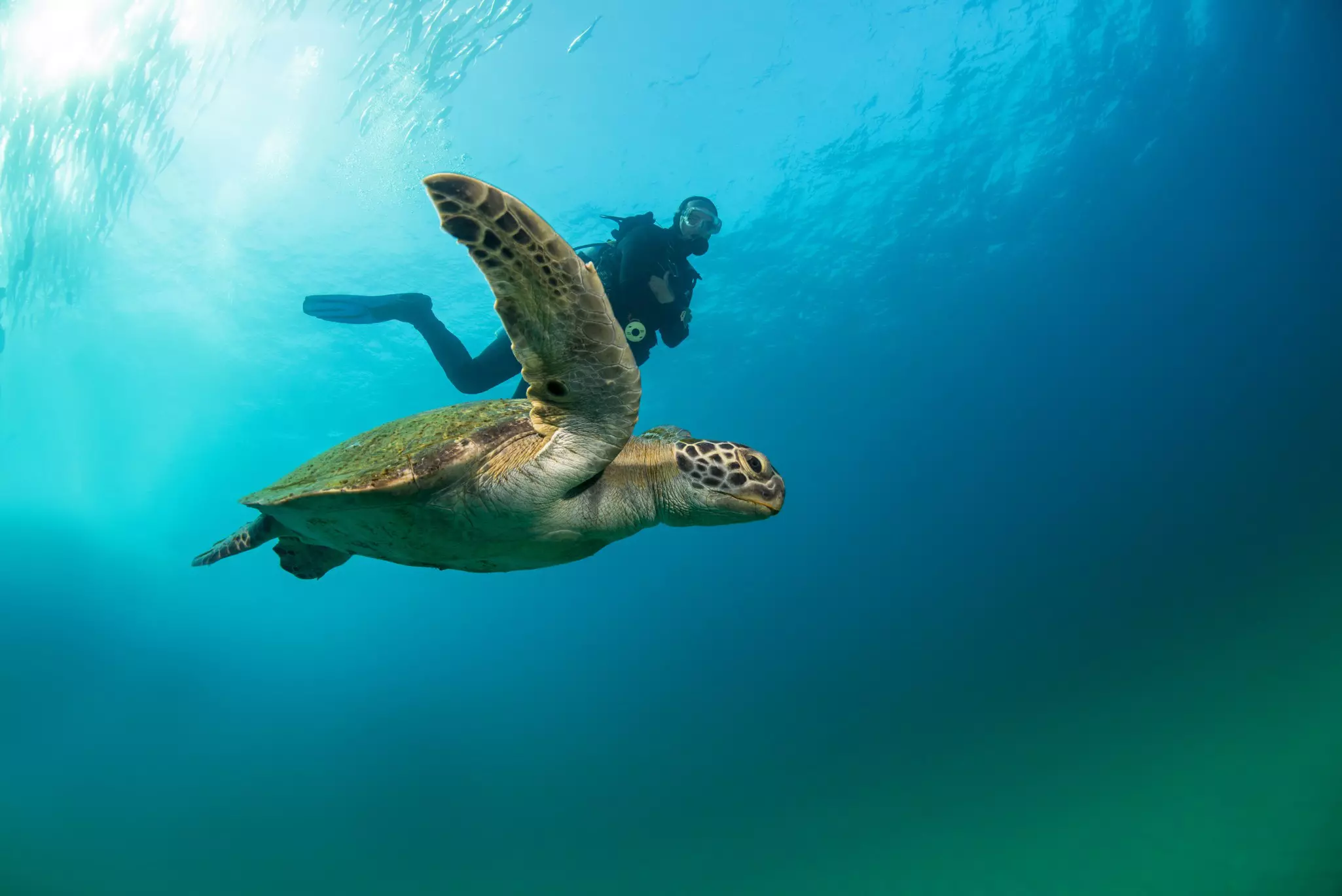 A sea turtle makes its way to nest