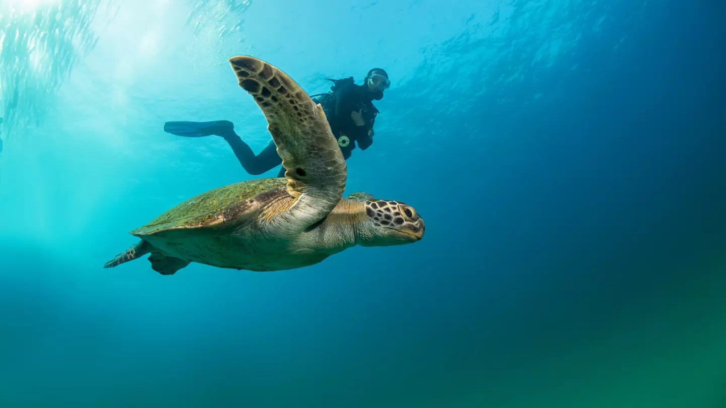 A sea turtle makes its way to nest