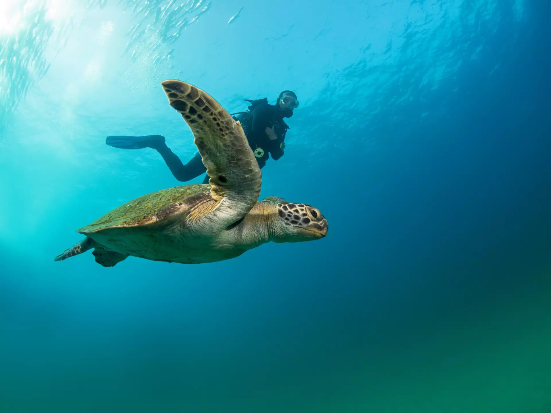 A sea turtle makes its way to nest