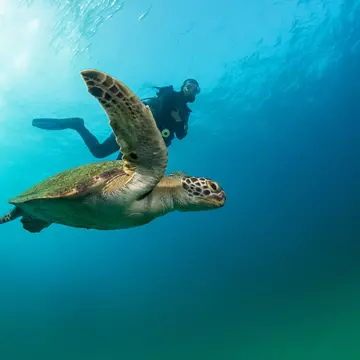 A sea turtle makes its way to nest