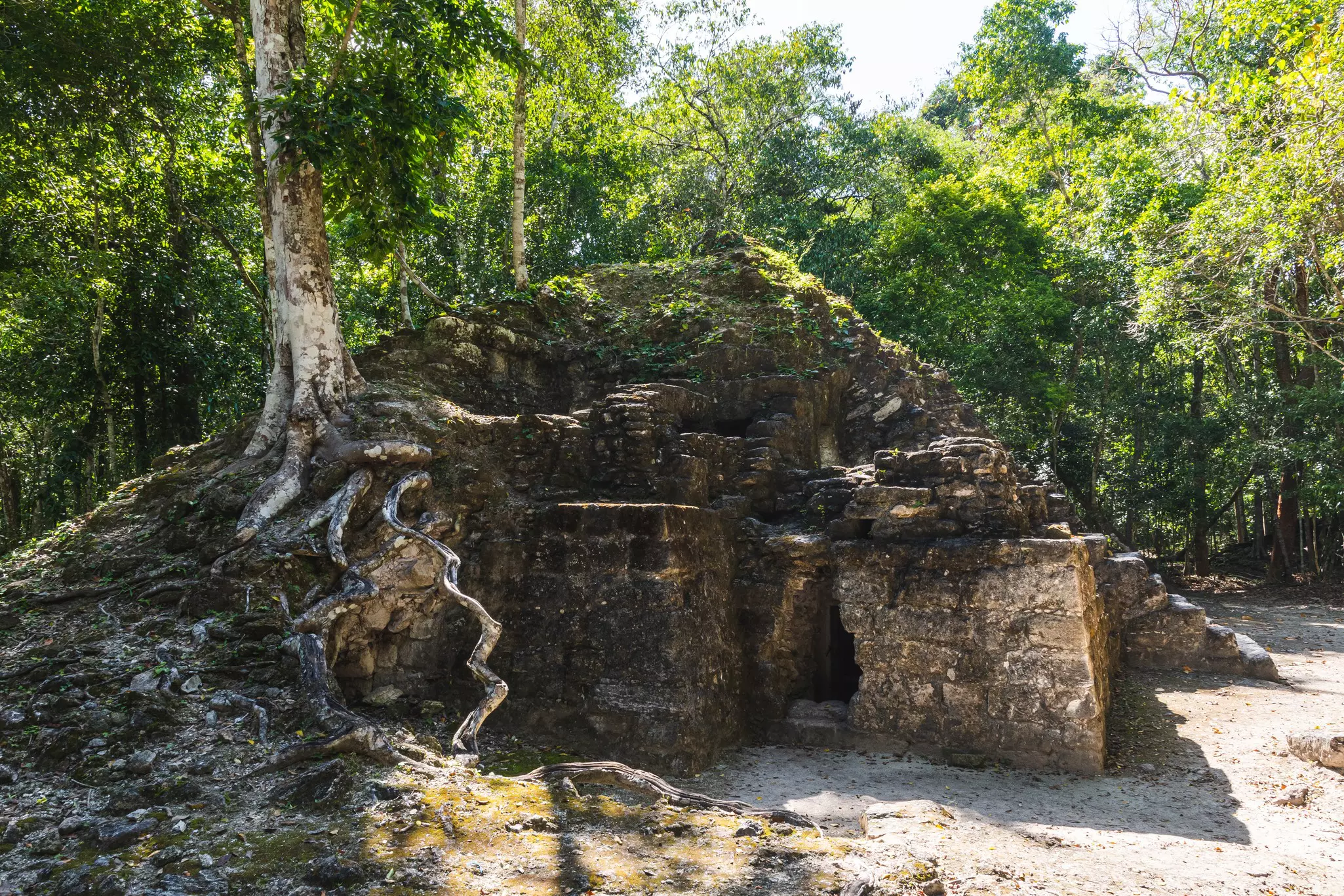 Mayan ruin with trees