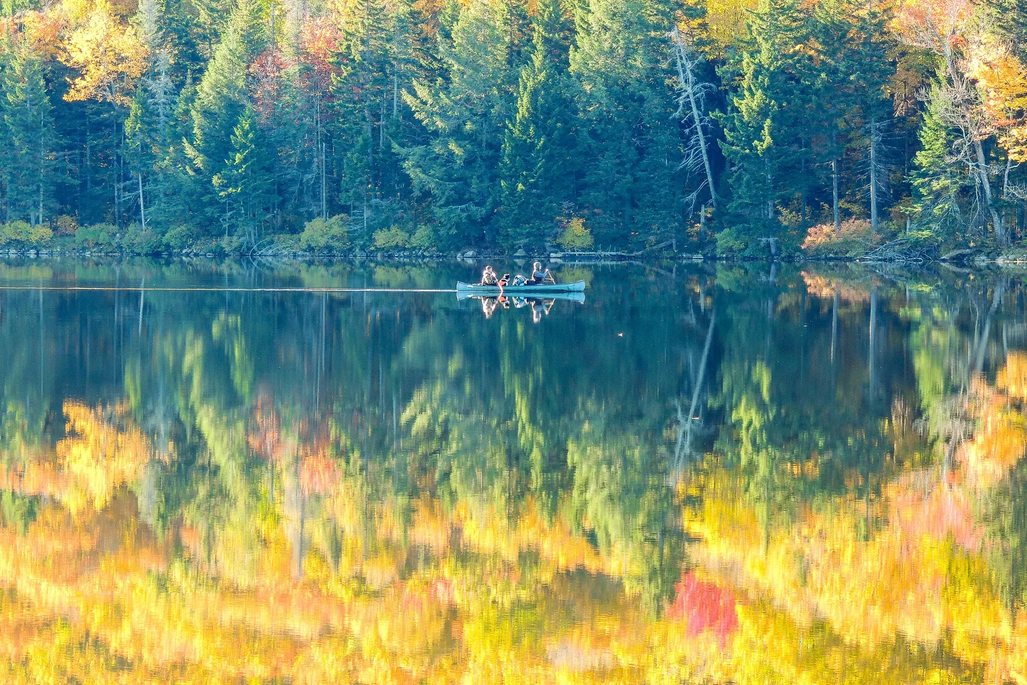 A canoe paddles through a bright yellow reflection of fall foliage