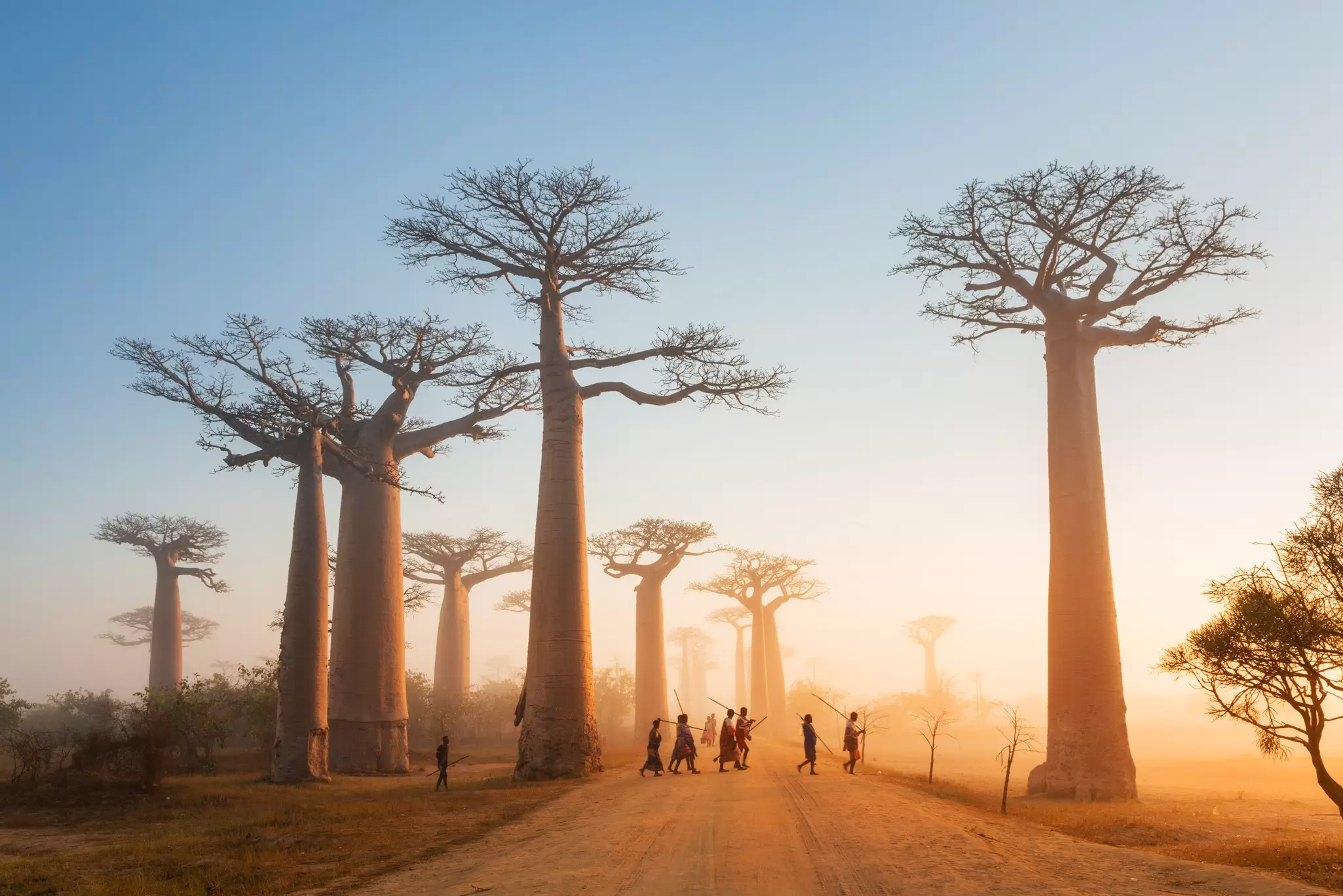 The iconic Avenue of the Baobabs is a reminder of how Madagascar used to be before rampant deforestation. Justin Foulkes / Lonely Planet