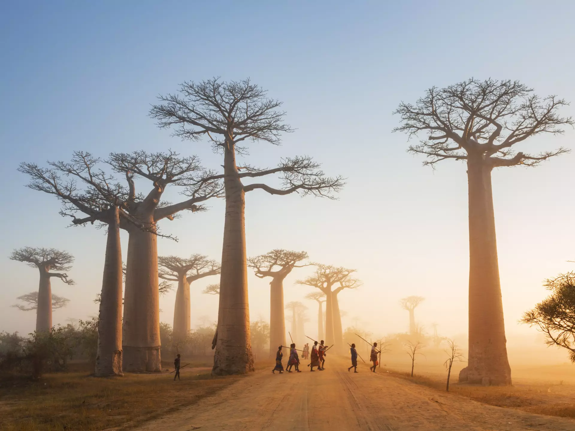 The iconic Avenue of the Baobabs is a reminder of how Madagascar used to be before rampant deforestation. Justin Foulkes / Lonely Planet