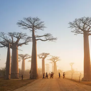 The iconic Avenue of the Baobabs is a reminder of how Madagascar used to be before rampant deforestation. Justin Foulkes / Lonely Planet