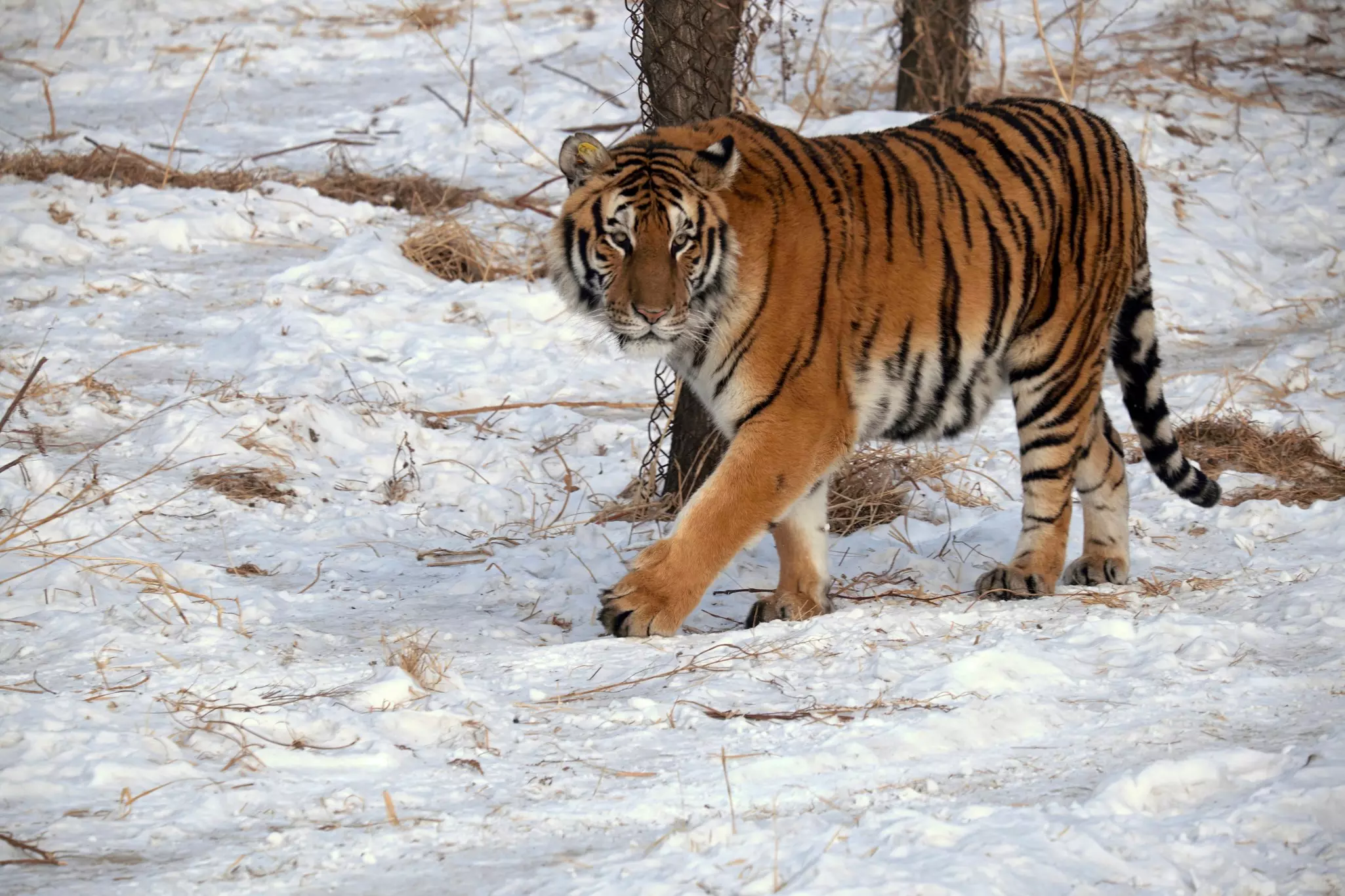 A huge tiger walks in a snowy forest.