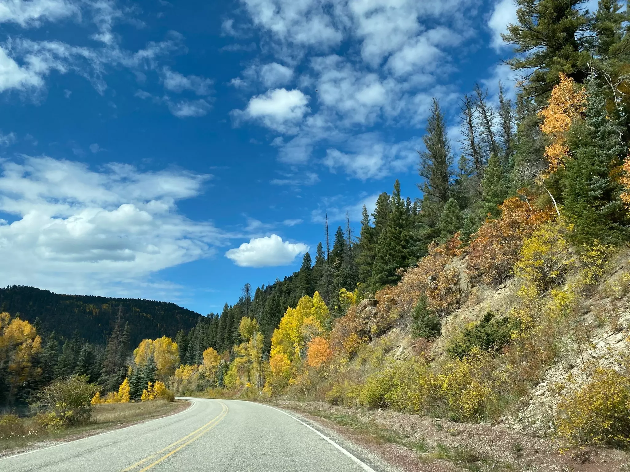 A two-lane road with faded yellow stripe curving through a hillside of evergreen and yellow autumn trees on a sunny day.