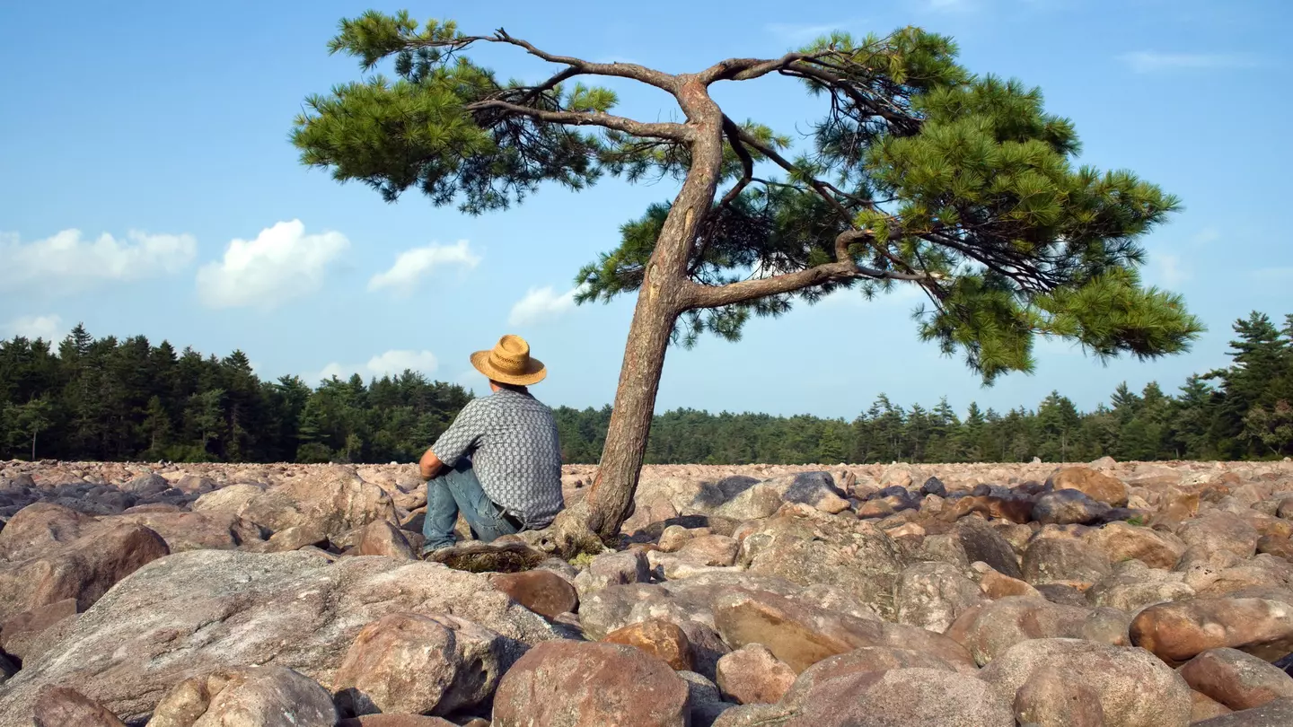 A man sits beneath a tree in the middle of Boulder Field in Hickory Run State Park, Poconos Region