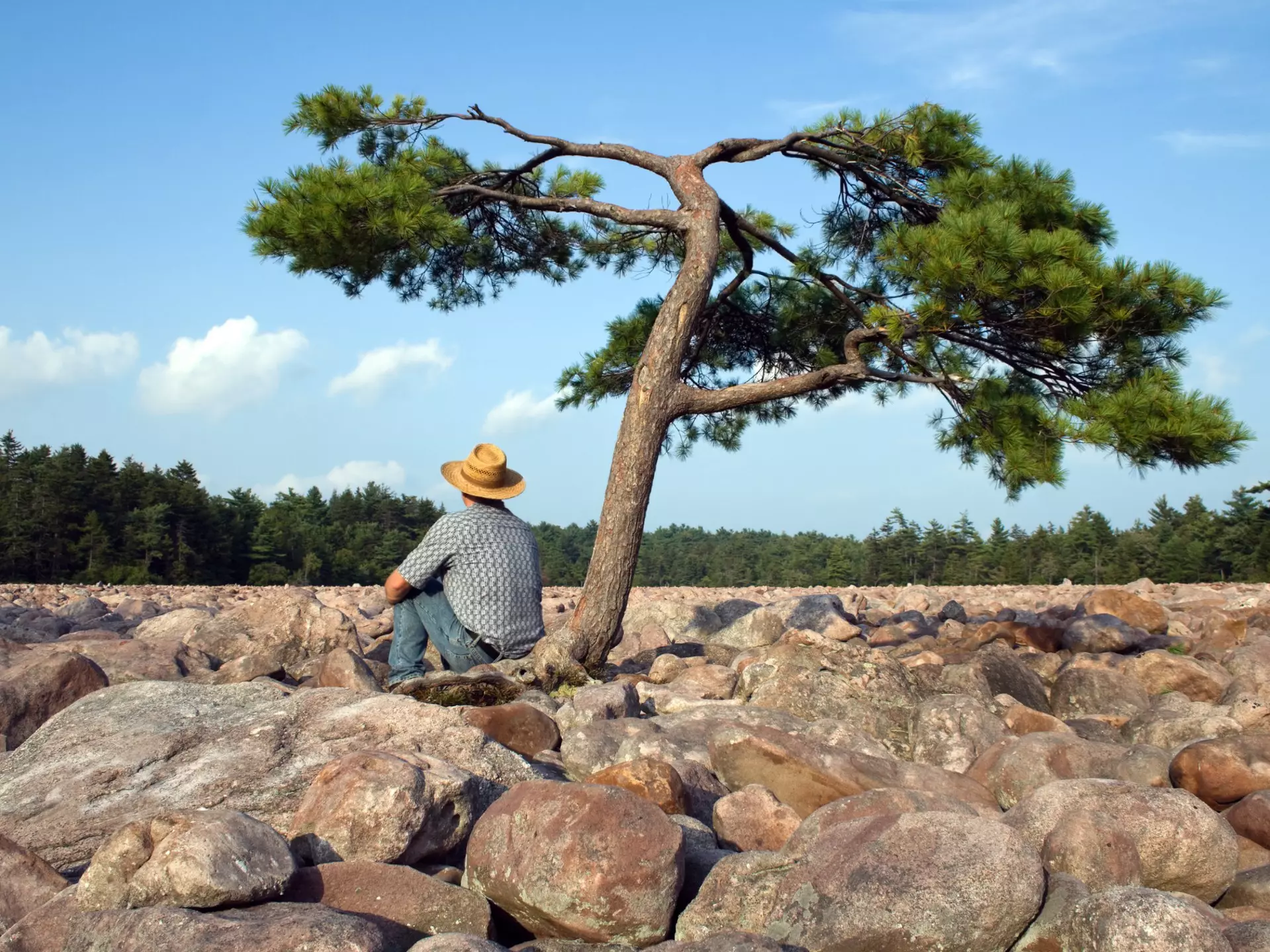 A man sits beneath a tree in the middle of Boulder Field in Hickory Run State Park, Poconos Region