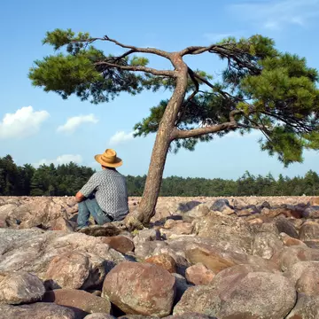 A man sits beneath a tree in the middle of Boulder Field in Hickory Run State Park, Poconos Region