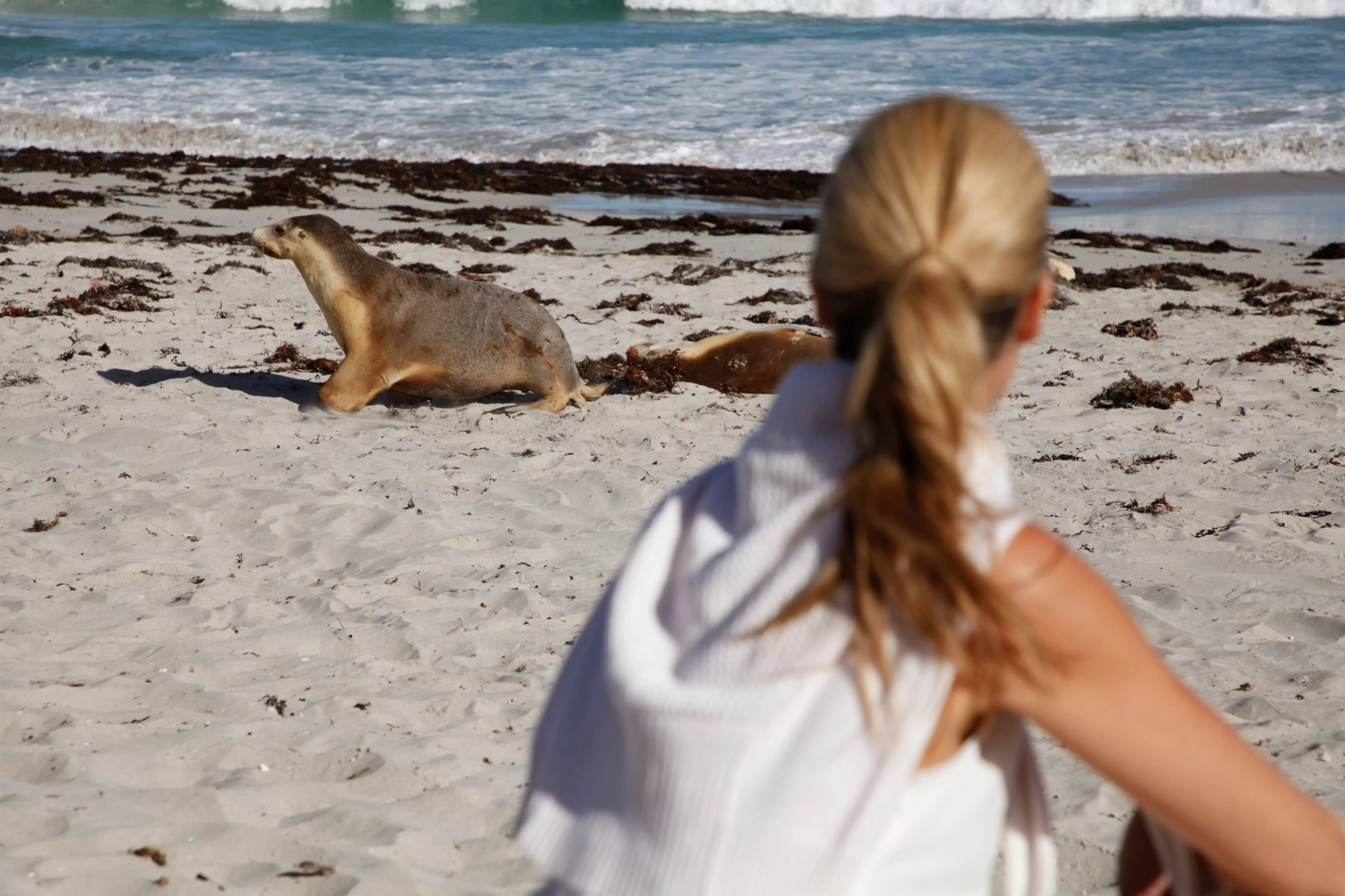 Exploring the wildlife in Kangaroo Island