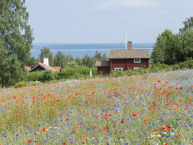 A field of flowers leads to a red cottage; a lake is in the background.
