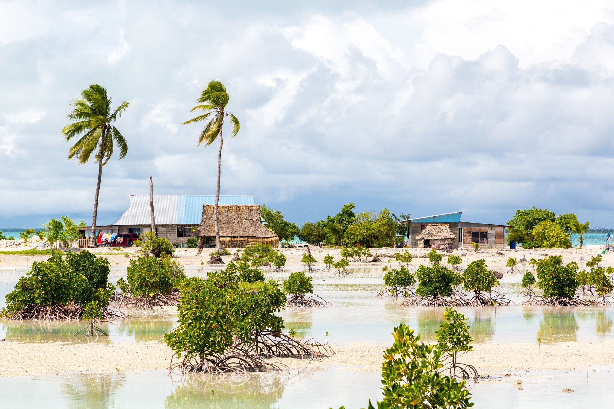 Thatched and tin-roofed houses behind young mangroves in shallow water on South Tarawa, Kiribati