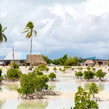 Thatched and tin-roofed houses behind young mangroves in shallow water on South Tarawa, Kiribati