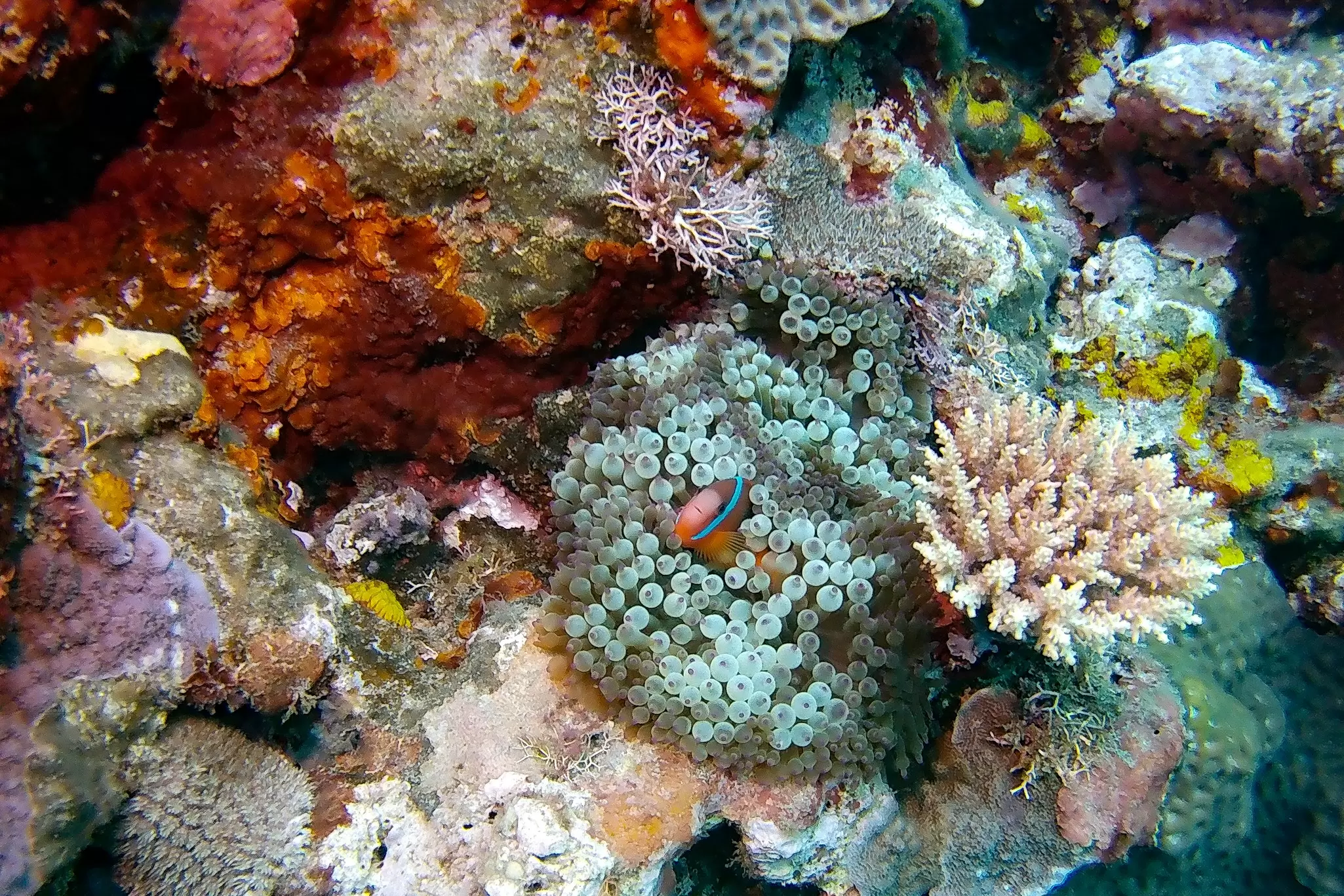 Vanuatu is a scuba diver's dream – come see what all the fuss is about. Sarah Reid