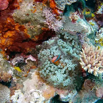 Vanuatu is a scuba diver's dream – come see what all the fuss is about. Sarah Reid