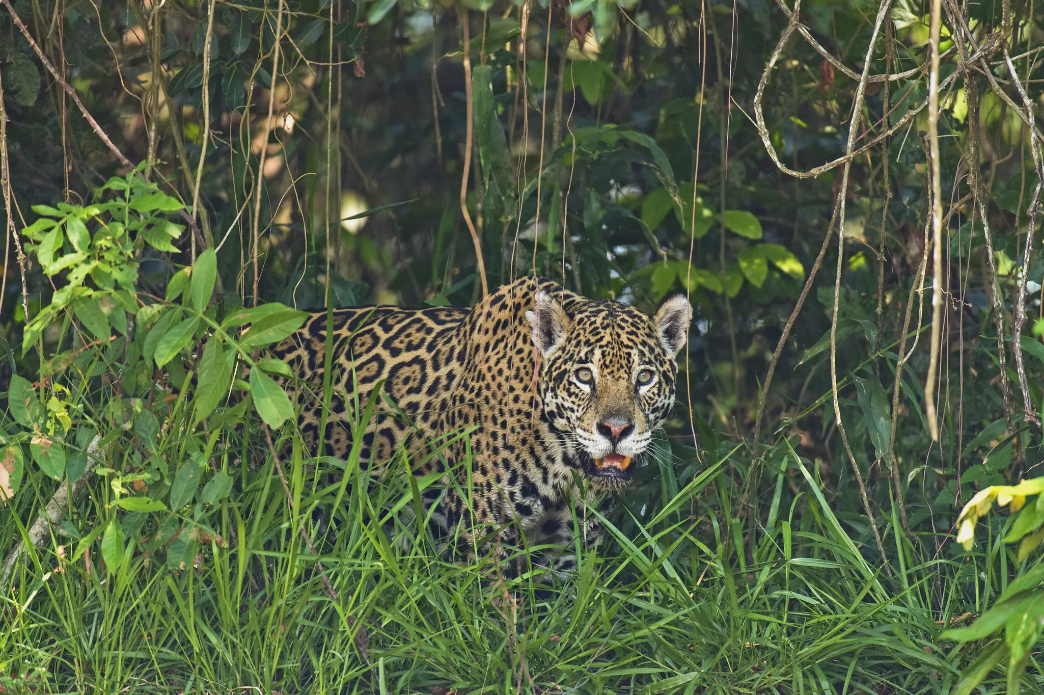 The jaguar is the creature everyone hopes to see in the Panatal © dickysingh / Getty Images