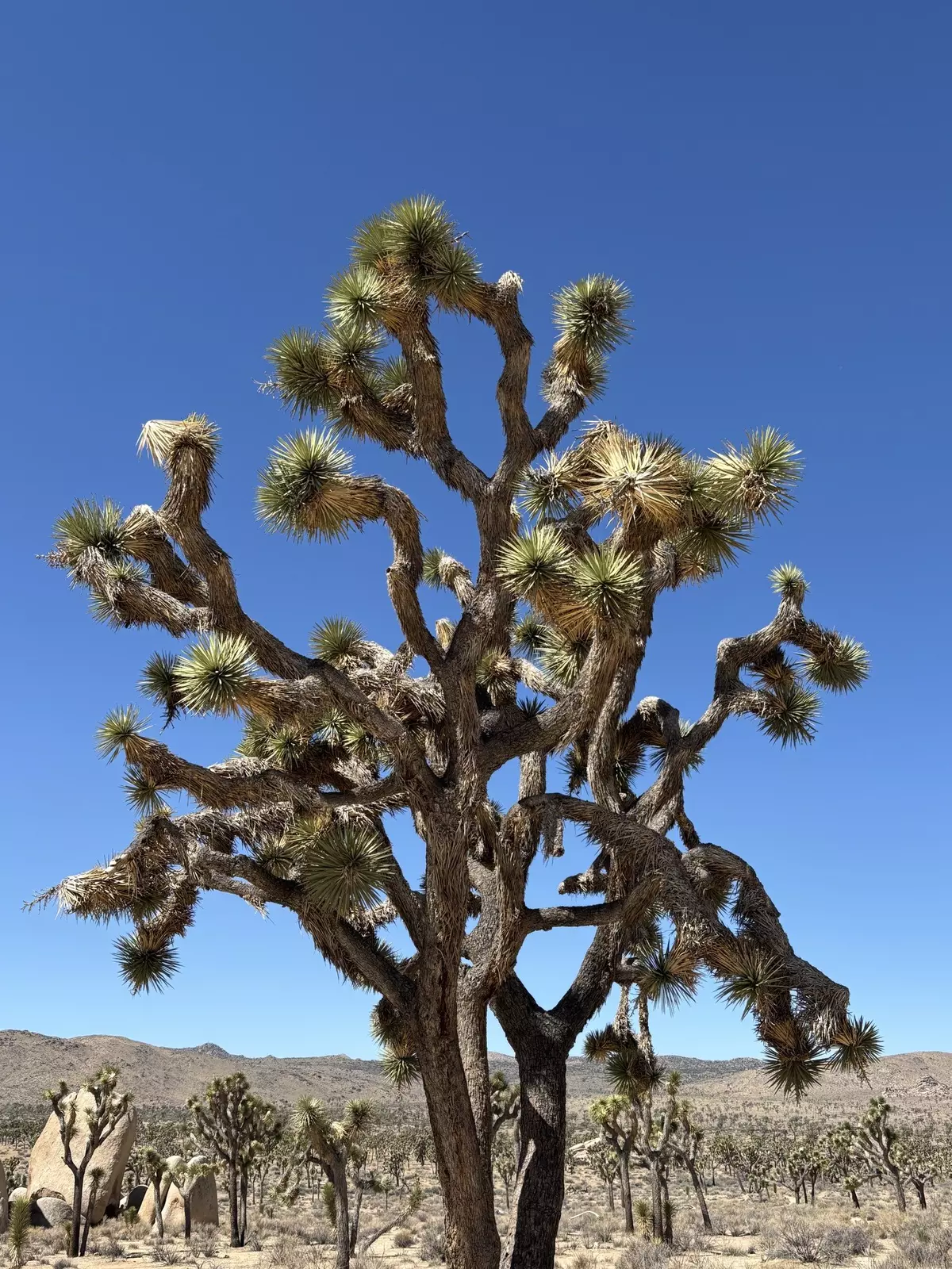 A closeup of a joshua tree with lines of joshua trees, some mountains, and a blue sky in the background 