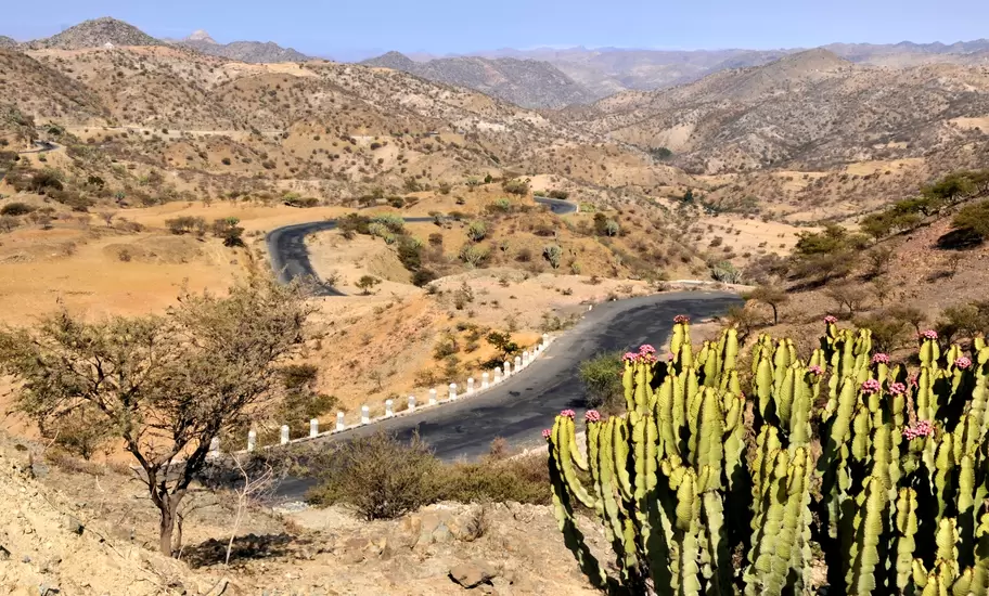 Eritrean highlands: a paved road with white bollards winding through dry scrub hills, candelabra euphorbia in the foreground