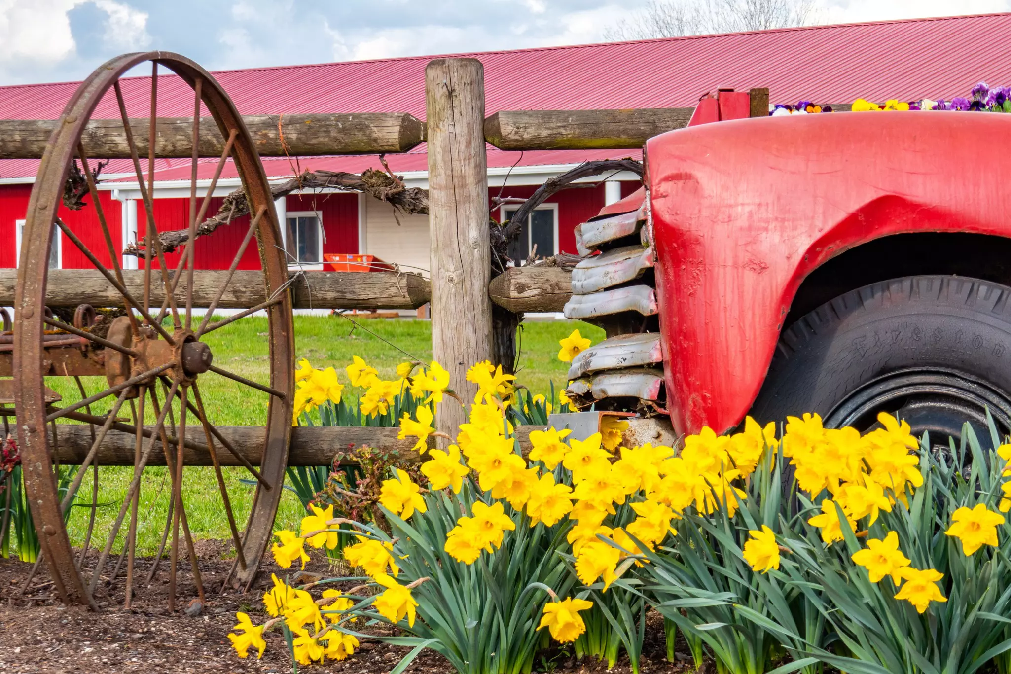 Flowers bloom in the spring with classic cars in the Pacific Northwest on Sauvie Island in Portland, Oregon