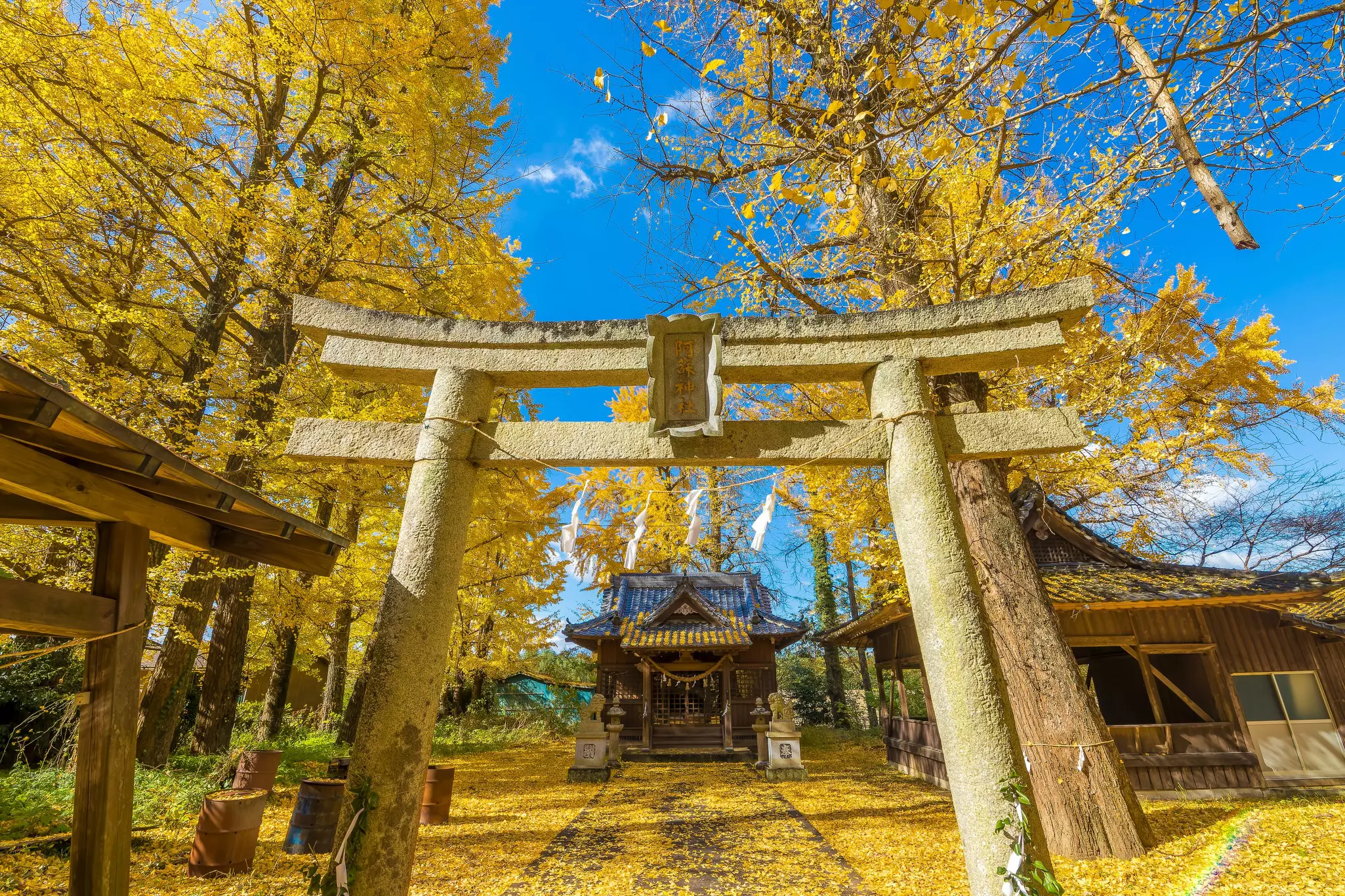 A torii gate at a shrine (with lettering that reads “Aso Shrine” in Japanese) framed by gingko trees with yellow leaves in fall.