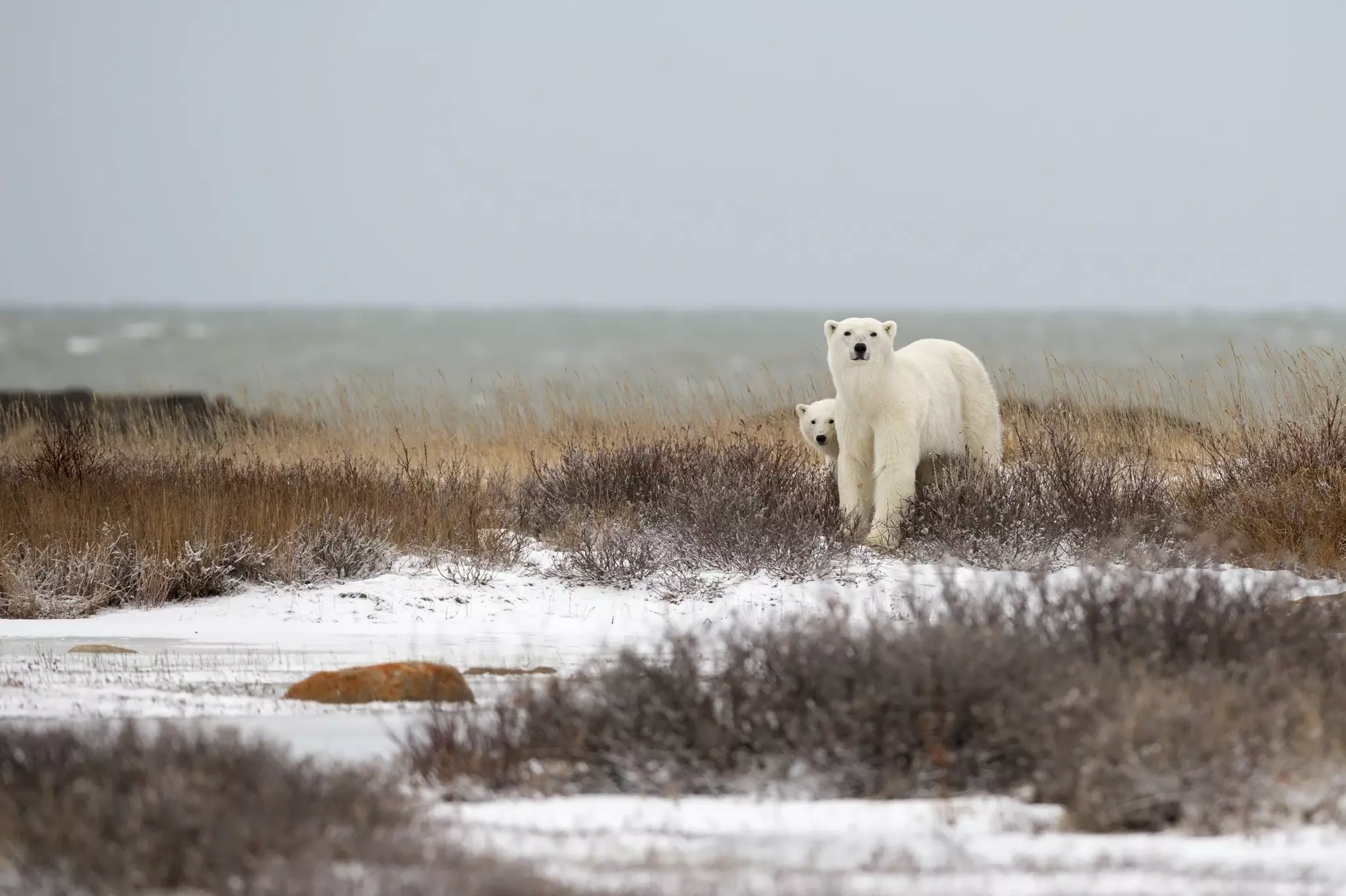 Passengers on board the train from Winnipeg to Churchill often spot polar bears along the route. Marco Pozzi/Getty Images