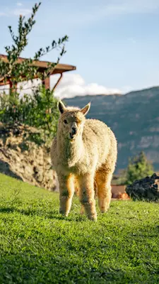 Courtesy images from Gocta Andes Lodge in Ecuador
Use for Best remote lodges in South America
