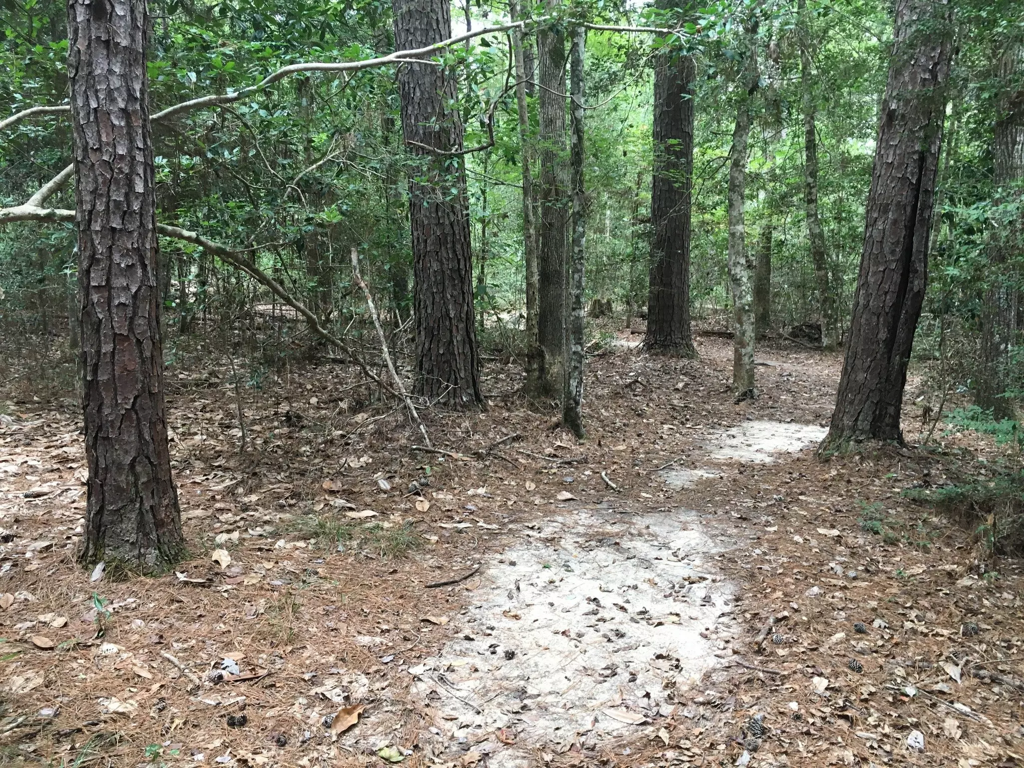 A trail through the forest at Big Thicket National Preserve. 