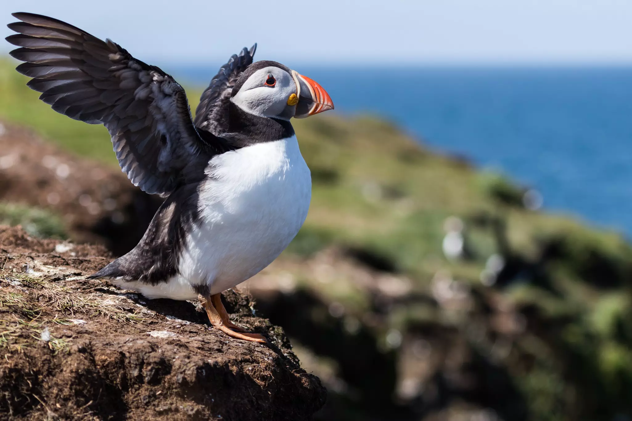 Puffins on the coast of Scotland.