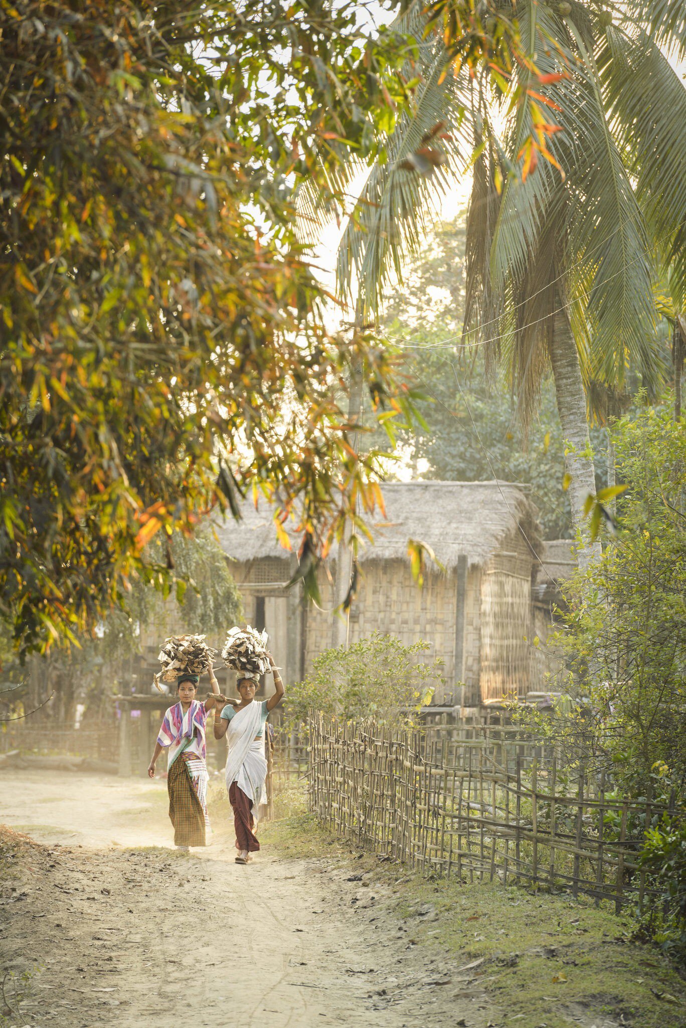 Local women carrying wood on their heads is part of Village life on the river island of Majuli, India.