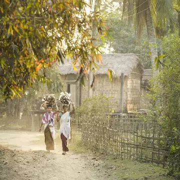 Local women carrying wood on their heads is part of Village life on the river island of Majuli, India.