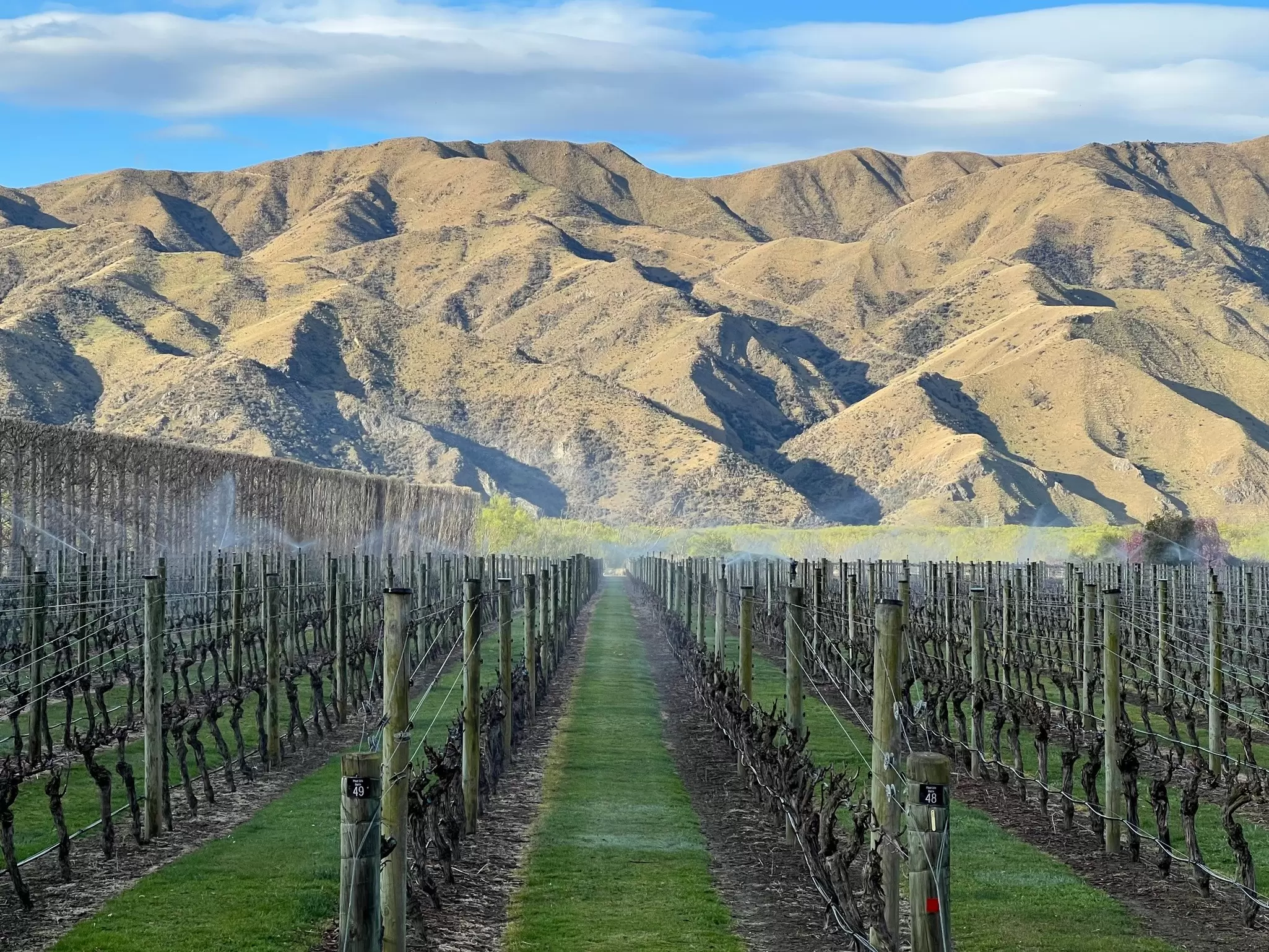 A row of vines backed by green hills and at River-T Estate vineyard in Waitaki Valley, New Zealand