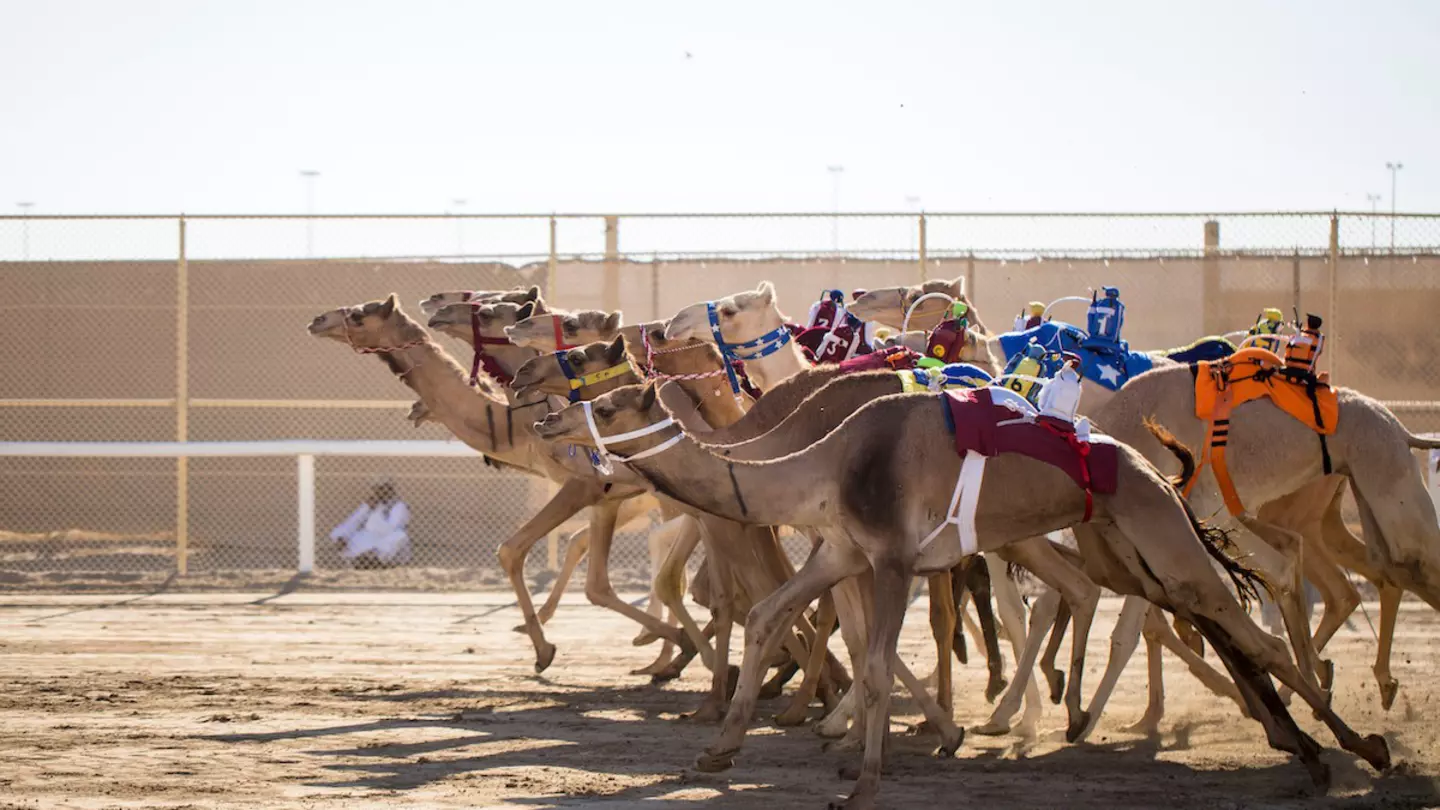 Camels leave the starting gate a race in the desert, Qatar, Middle East
