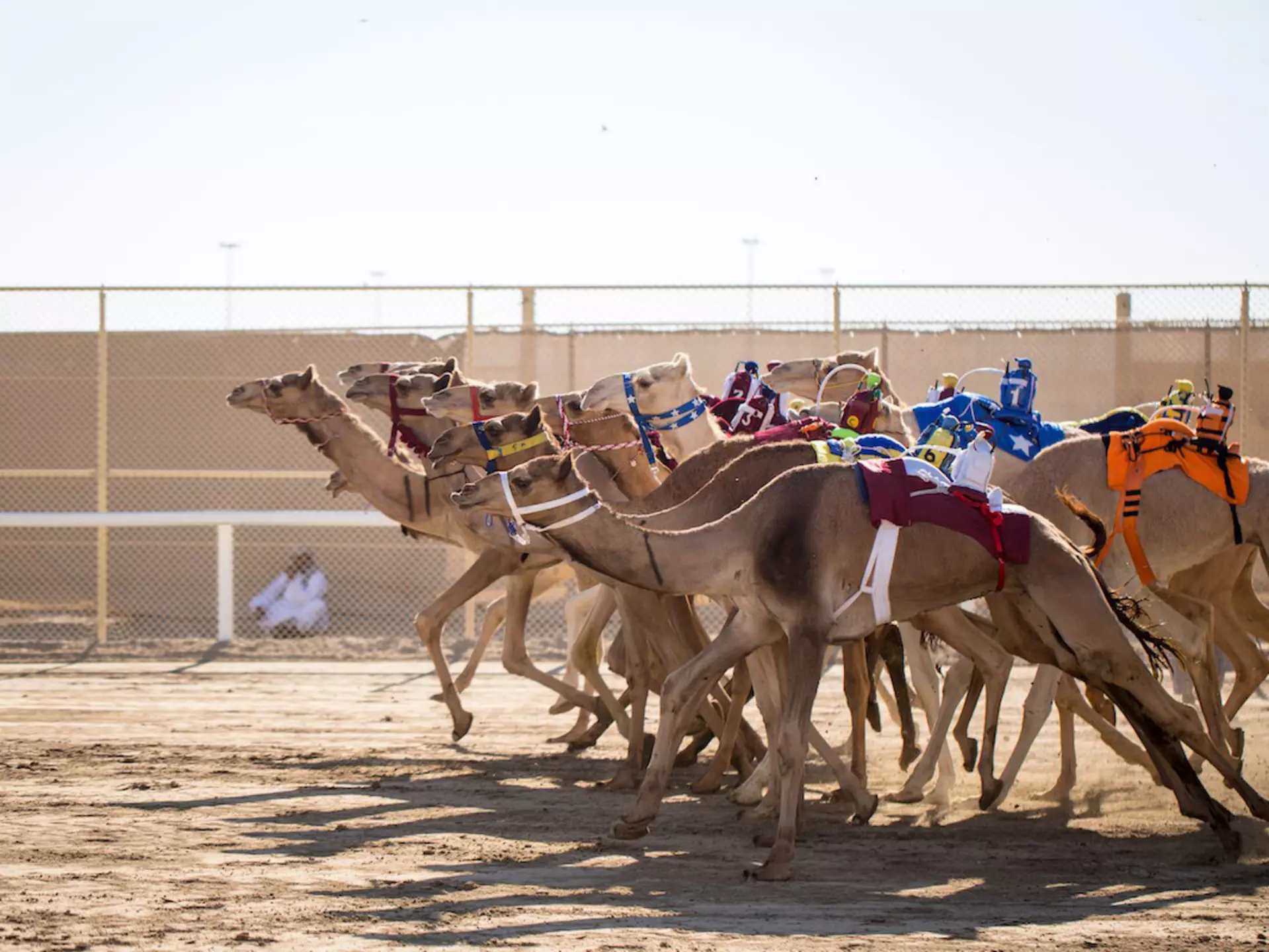 Camels leave the starting gate a race in the desert, Qatar, Middle East