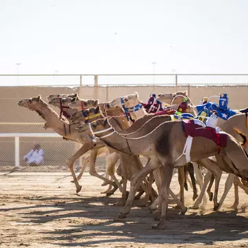 Camels leave the starting gate a race in the desert, Qatar, Middle East