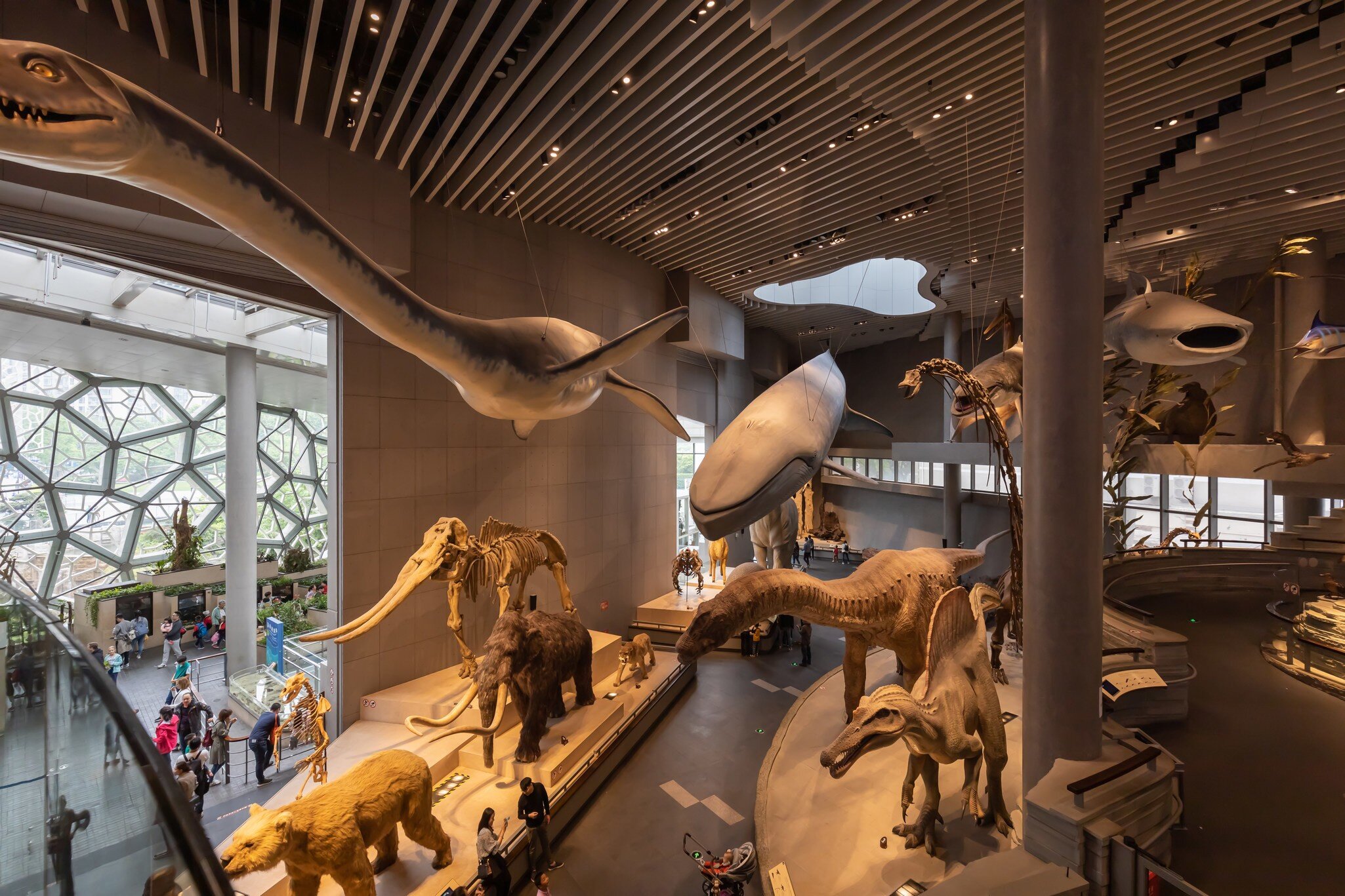 April 28, 2019: Visitors at an exhibition of taxidermied animals and dinosaur models in the Shanghai Natural History Museum.
1444866203
ancient, animals, asia, birds, building, china, city, dino, dinosaur, editorial, education, exhibition, extinct, fossil, history, jurassic, landmarks, largest, life, million, museum, national, natural, old, paleontology, park, people, predator, prehistoric, reptile, science, sculpture, shanghai, skeleton, taxidermy, tourism, tourist, united