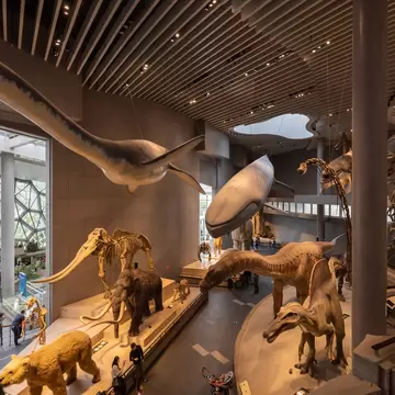 April 28, 2019: Visitors at an exhibition of taxidermied animals and dinosaur models in the Shanghai Natural History Museum.
1444866203
ancient, animals, asia, birds, building, china, city, dino, dinosaur, editorial, education, exhibition, extinct, fossil, history, jurassic, landmarks, largest, life, million, museum, national, natural, old, paleontology, park, people, predator, prehistoric, reptile, science, sculpture, shanghai, skeleton, taxidermy, tourism, tourist, united