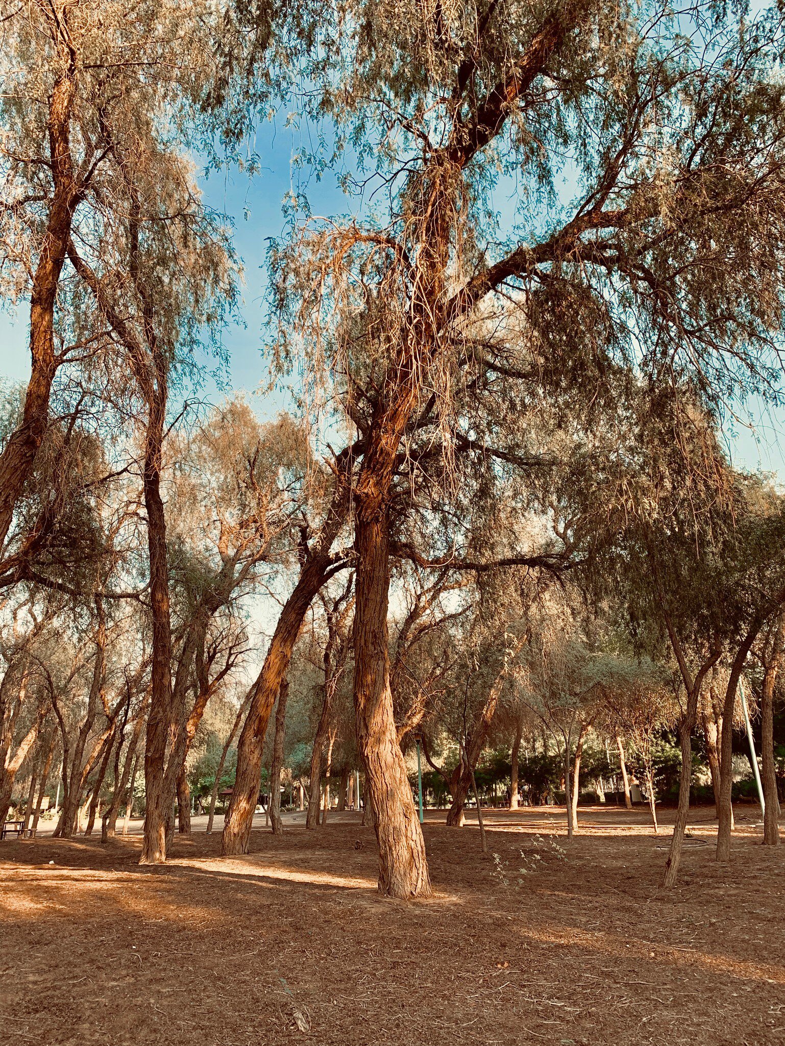 It is the national tree of the United Arab Emirates, where it is known as Ghaf. The desert park of Mushrif in Dubai is home to many Al Ghaf trees., License Type: media, Download Time: 2025-10-08T14:42:11.000Z, User: katelyn.perry_lonelyplanet, Editorial: false, purchase_order: 65050 - Digital Destinations and Articles, job: wip, client: wip, other: Katelyn Perry