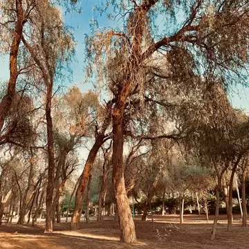 It is the national tree of the United Arab Emirates, where it is known as Ghaf. The desert park of Mushrif in Dubai is home to many Al Ghaf trees., License Type: media, Download Time: 2025-10-08T14:42:11.000Z, User: katelyn.perry_lonelyplanet, Editorial: false, purchase_order: 65050 - Digital Destinations and Articles, job: wip, client: wip, other: Katelyn Perry