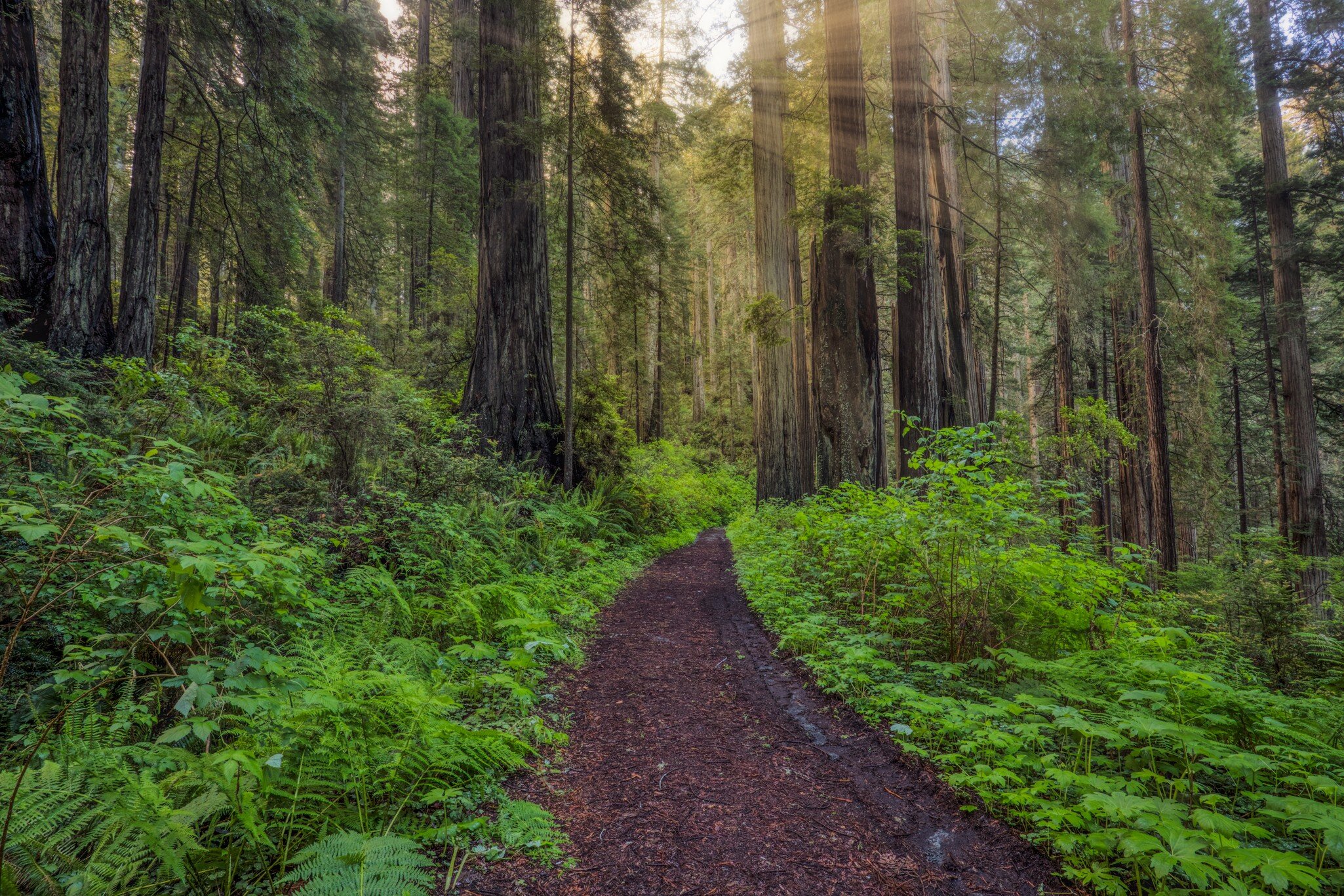 Sunbeams and pathway through ferns and redwood trees, Del Norte Coast Redwoods State Park, Damnation Creek Trail, California; Shutterstock ID 2005093868;