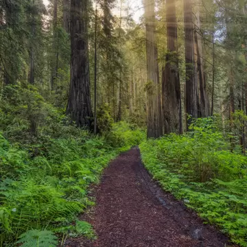 Sunbeams and pathway through ferns and redwood trees, Del Norte Coast Redwoods State Park, Damnation Creek Trail, California; Shutterstock ID 2005093868;