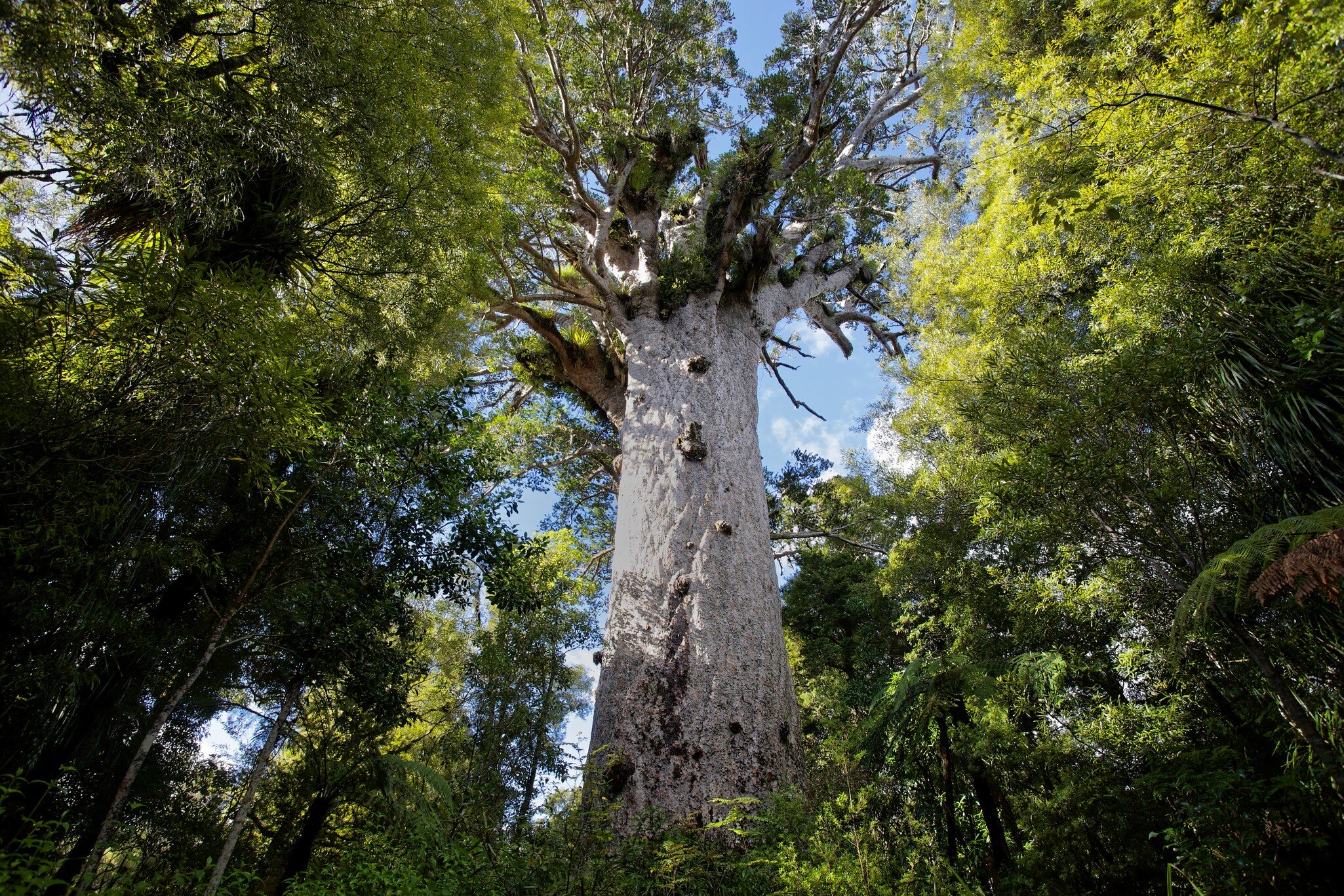 The Tāne Mahuta (Lord of the Forest), a giant kauri tree in the Waipoua Forest of Northland Region.