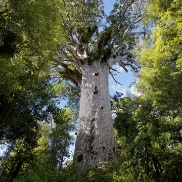 The Tāne Mahuta (Lord of the Forest), a giant kauri tree in the Waipoua Forest of Northland Region.