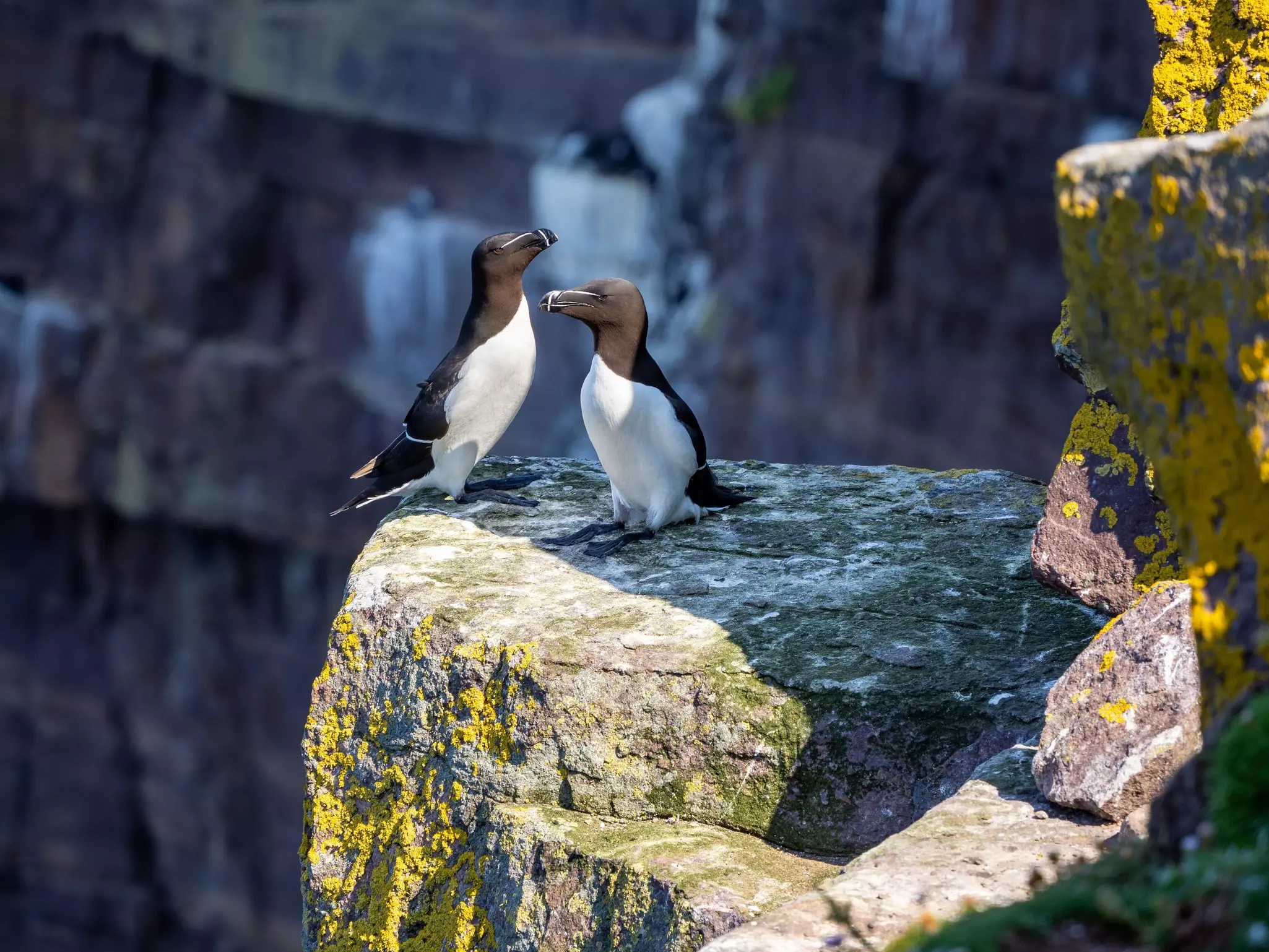 Razorbills in Handa island in northern Scotland.